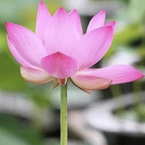 好运连连🌼