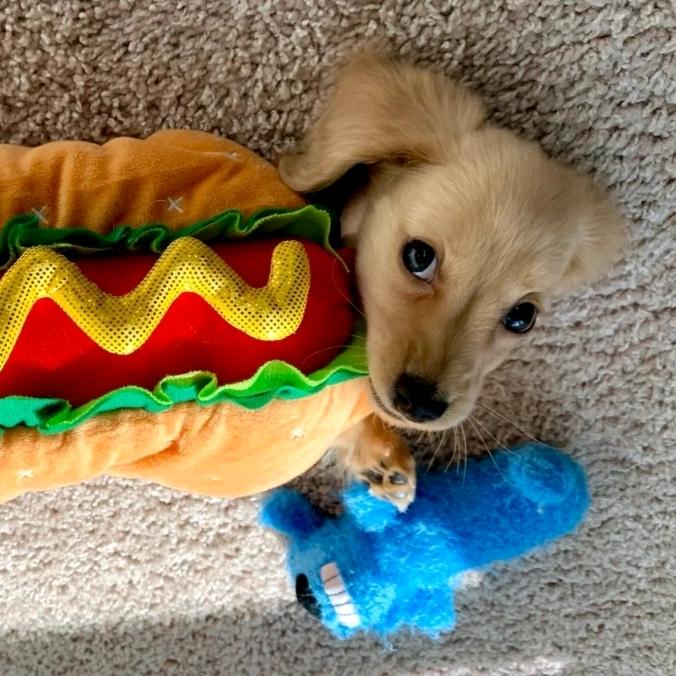 is的鲨鱼瓦斯特🦈