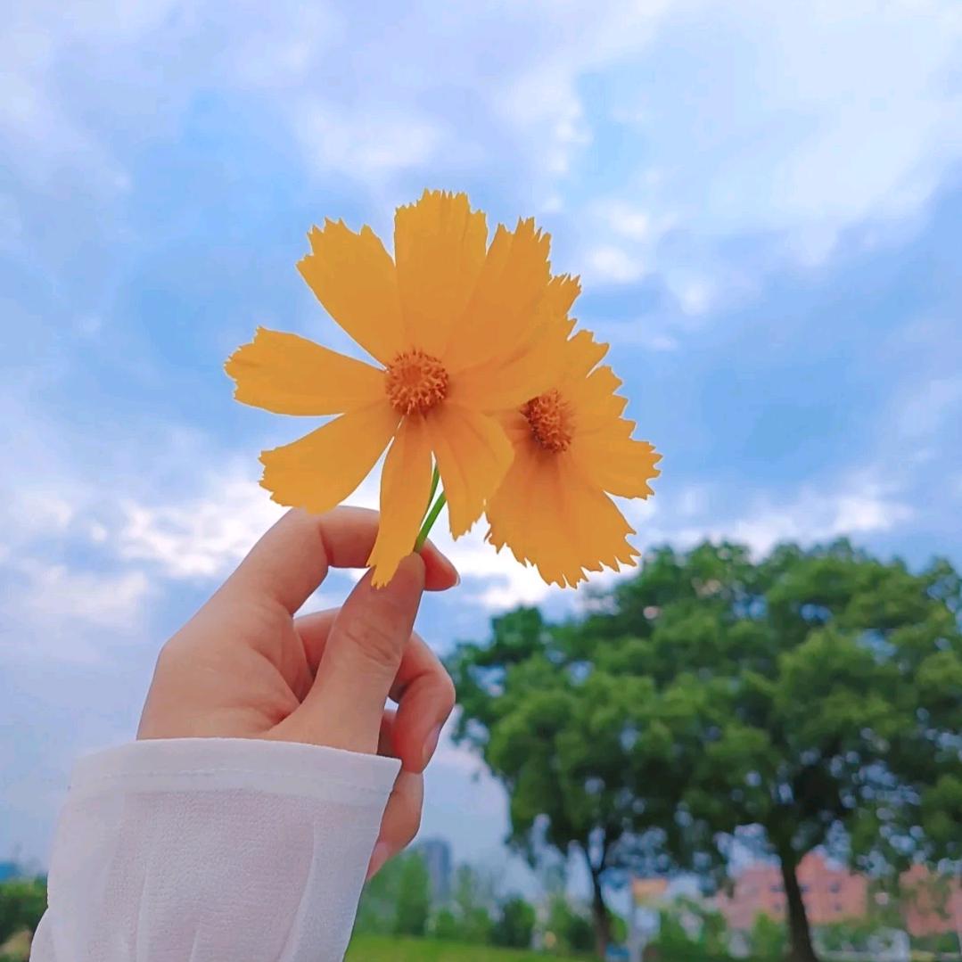 兰花草