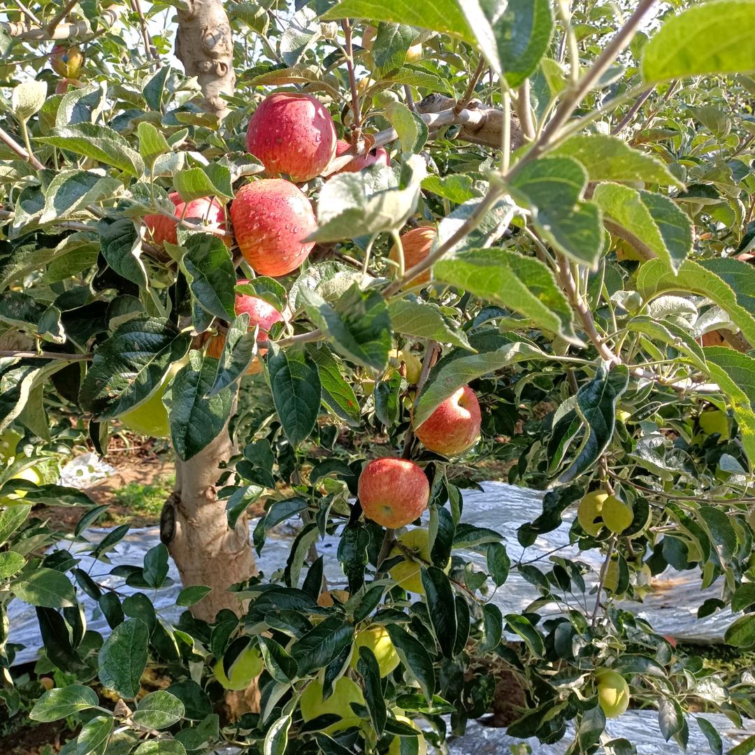 专业出售各类树苗