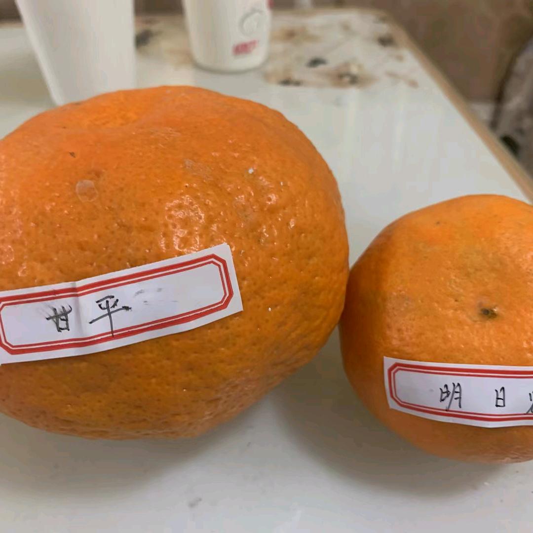 双双苗木