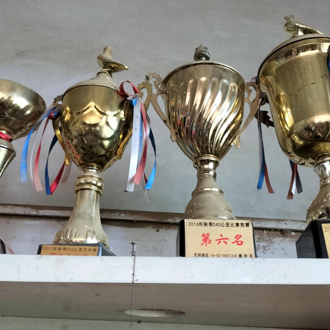 玩不转