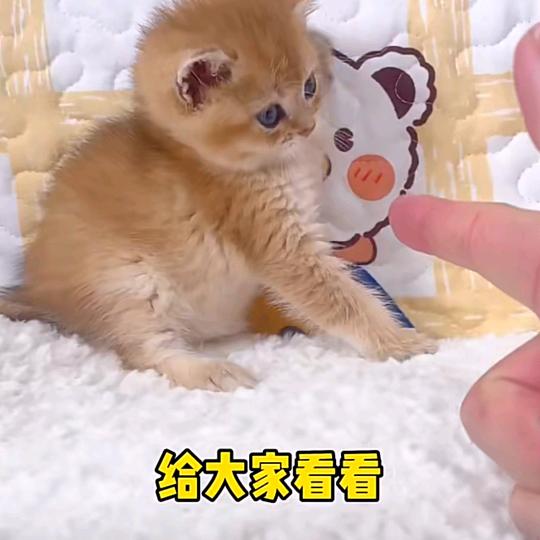 卡布奇诺的香甜