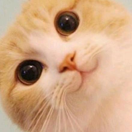 开心😺😺
