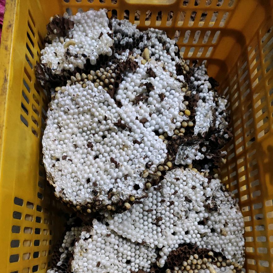 啊潞