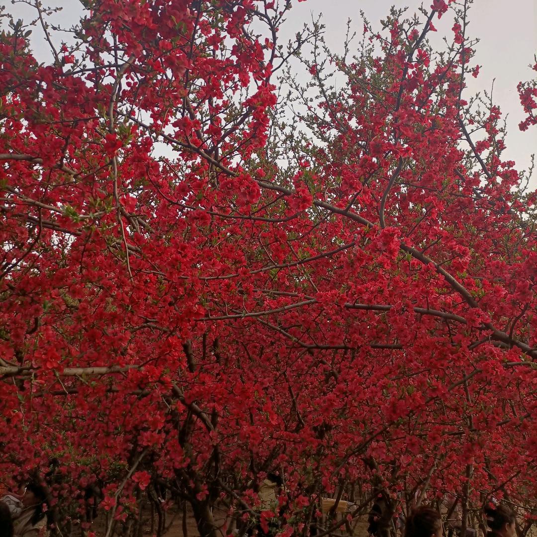 迎春花
