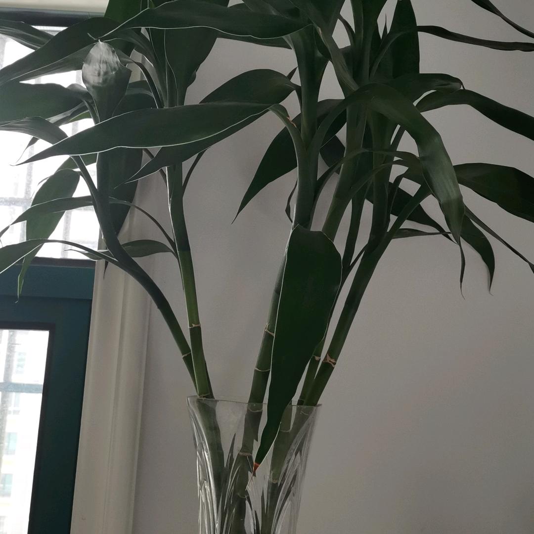 红叶树
