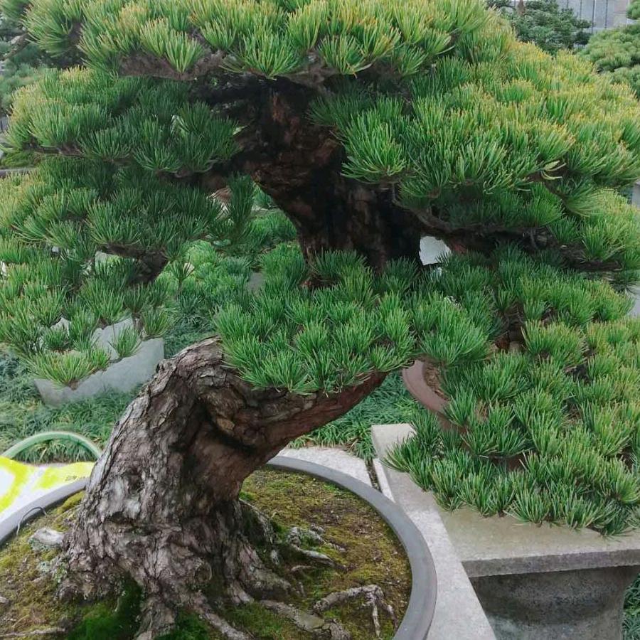 奇桩盆景苗木经营部