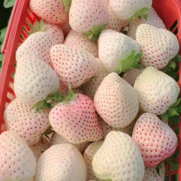 滨江大道问寨草莓园采摘批发