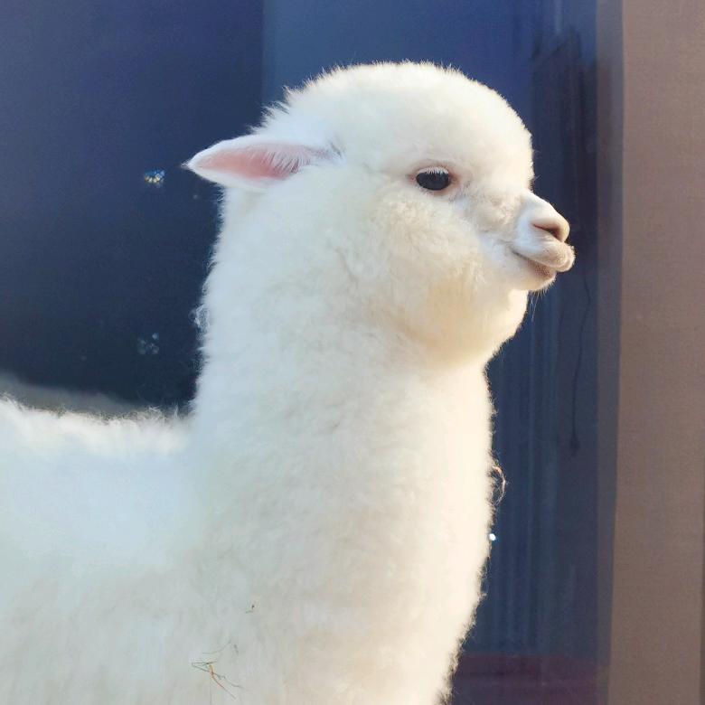 羊驼乐乐妈@抖音