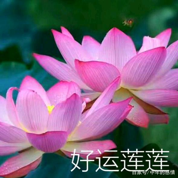 卢😘