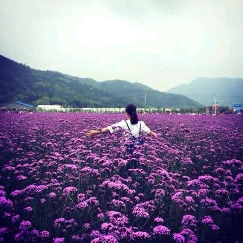 玫瑰花