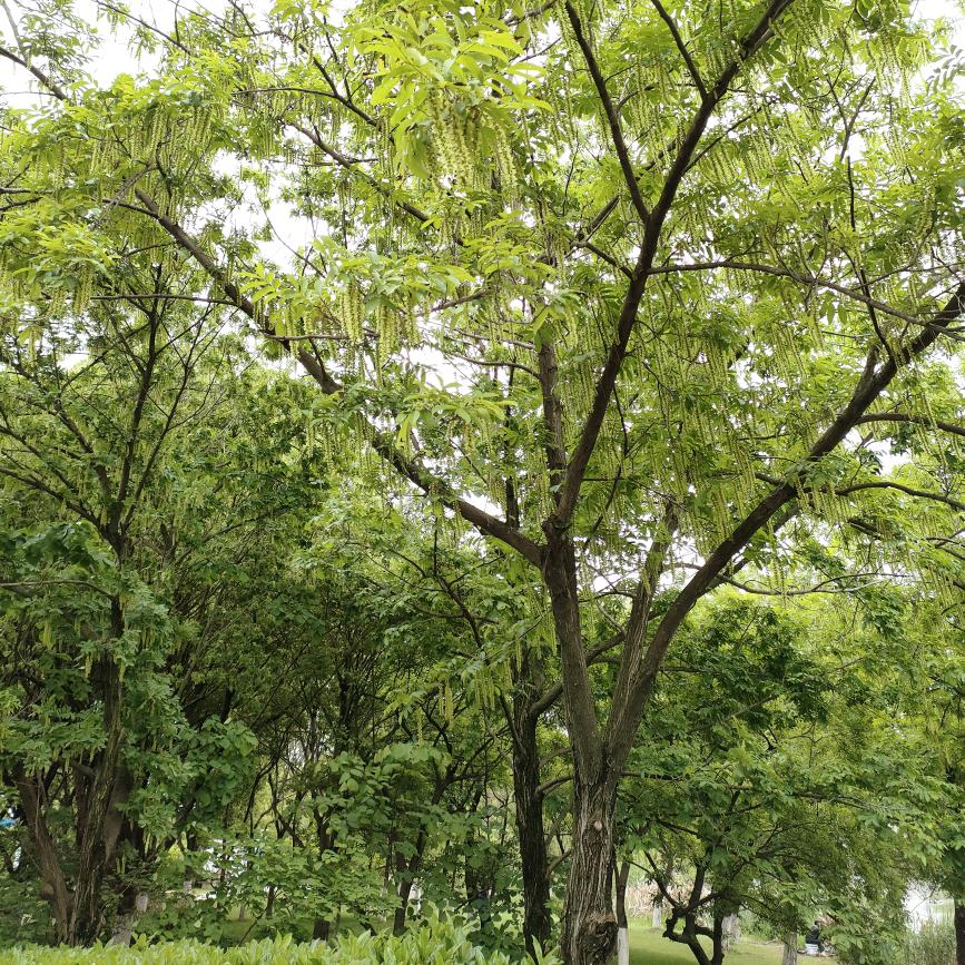 明明