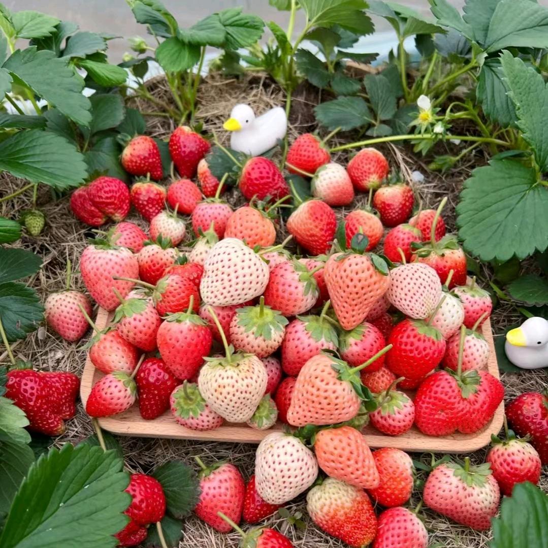 鲜汁缘家庭农场