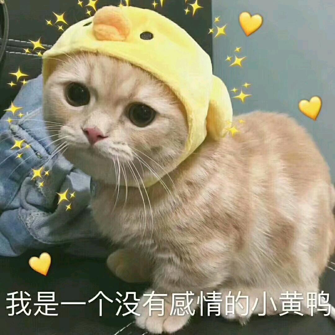 学习很专心