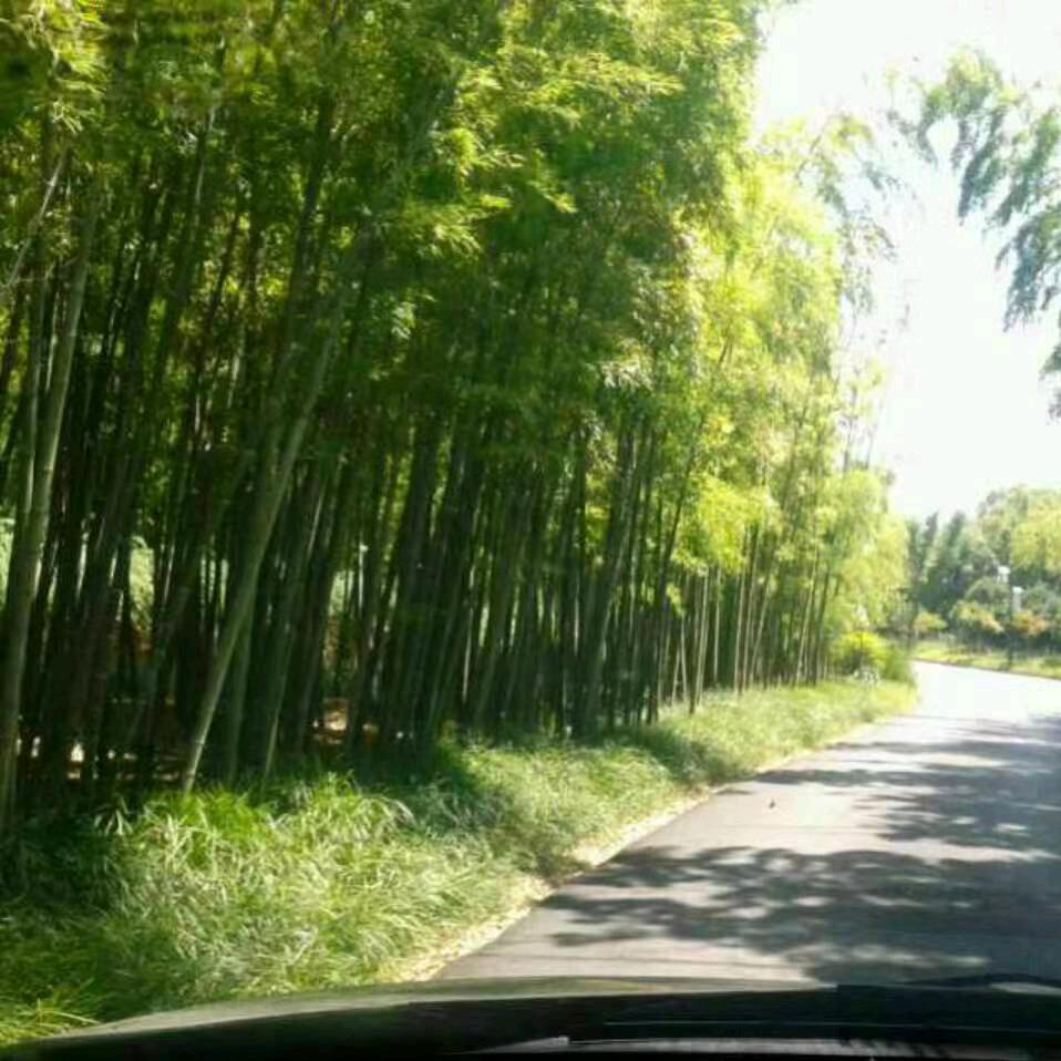 愿望