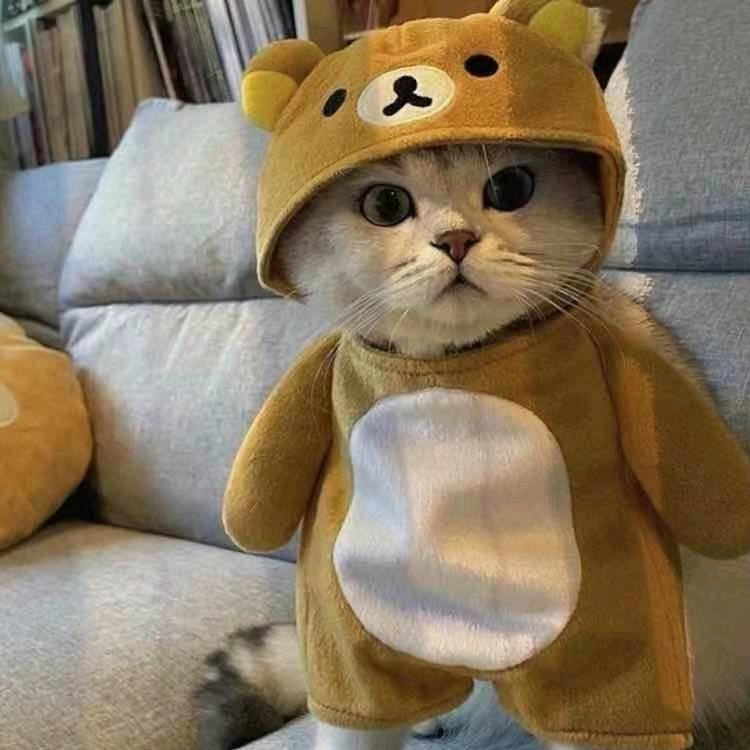 追风者