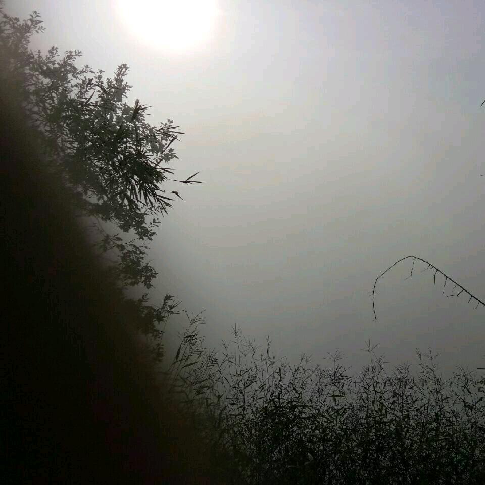 独自摆烂的鱼