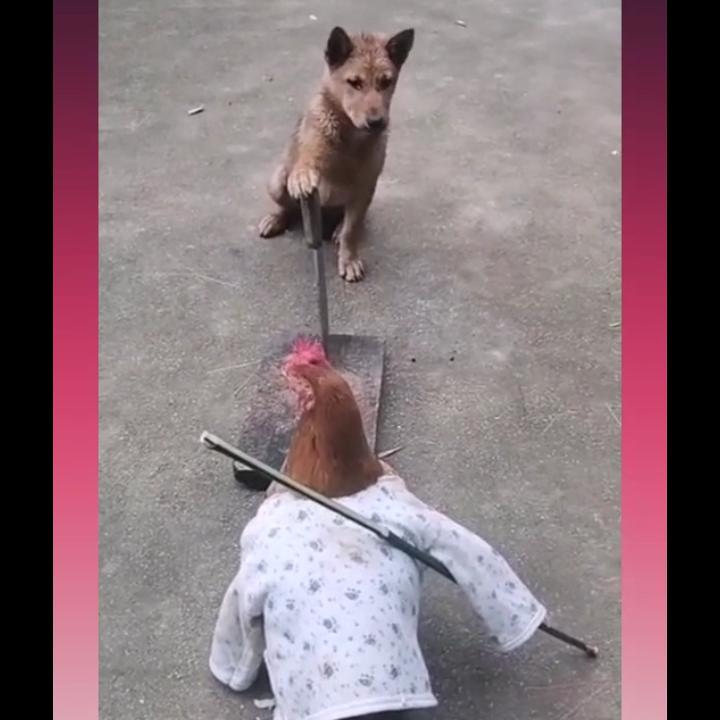疯子视频带货