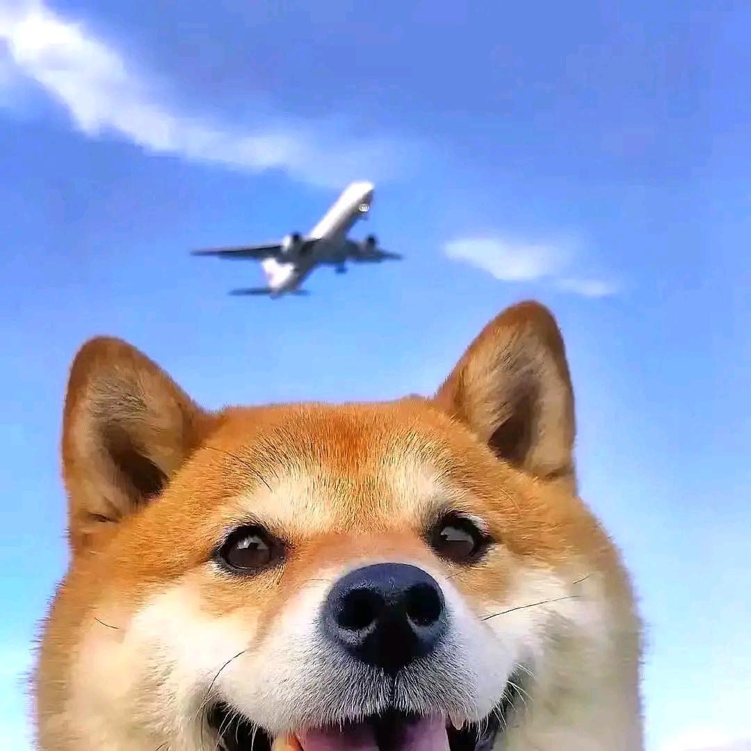 白日梦想家✘
