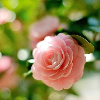 🥀笑对🍀人生🌷