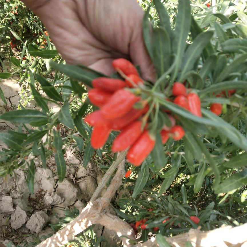 济宁劳务公司 红英