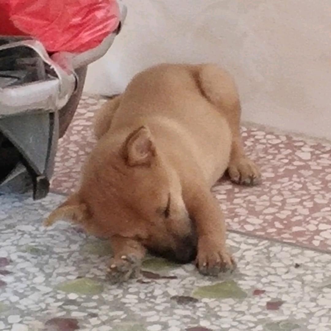 买可乐不分期