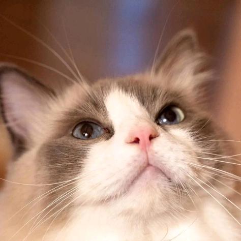 小猫咪，好可爱（爱你）