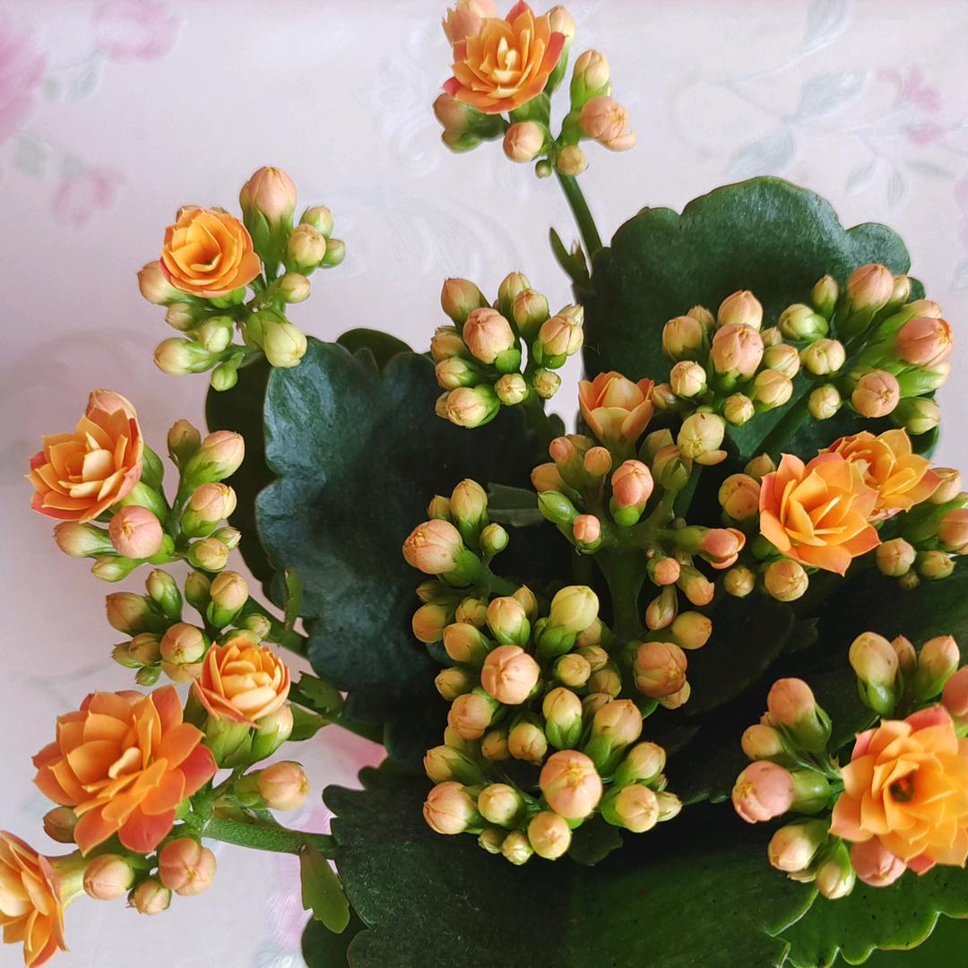 🍀🍀🍀🍀随豫随缘🌺🌺🌺🌺