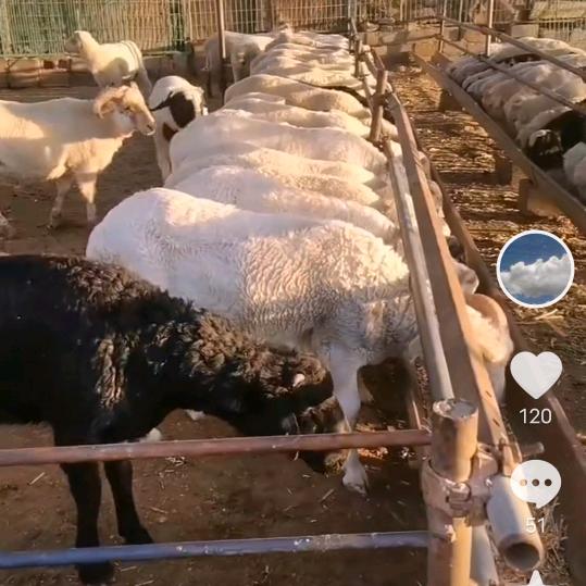 非常快乐单身一人没有人爱我