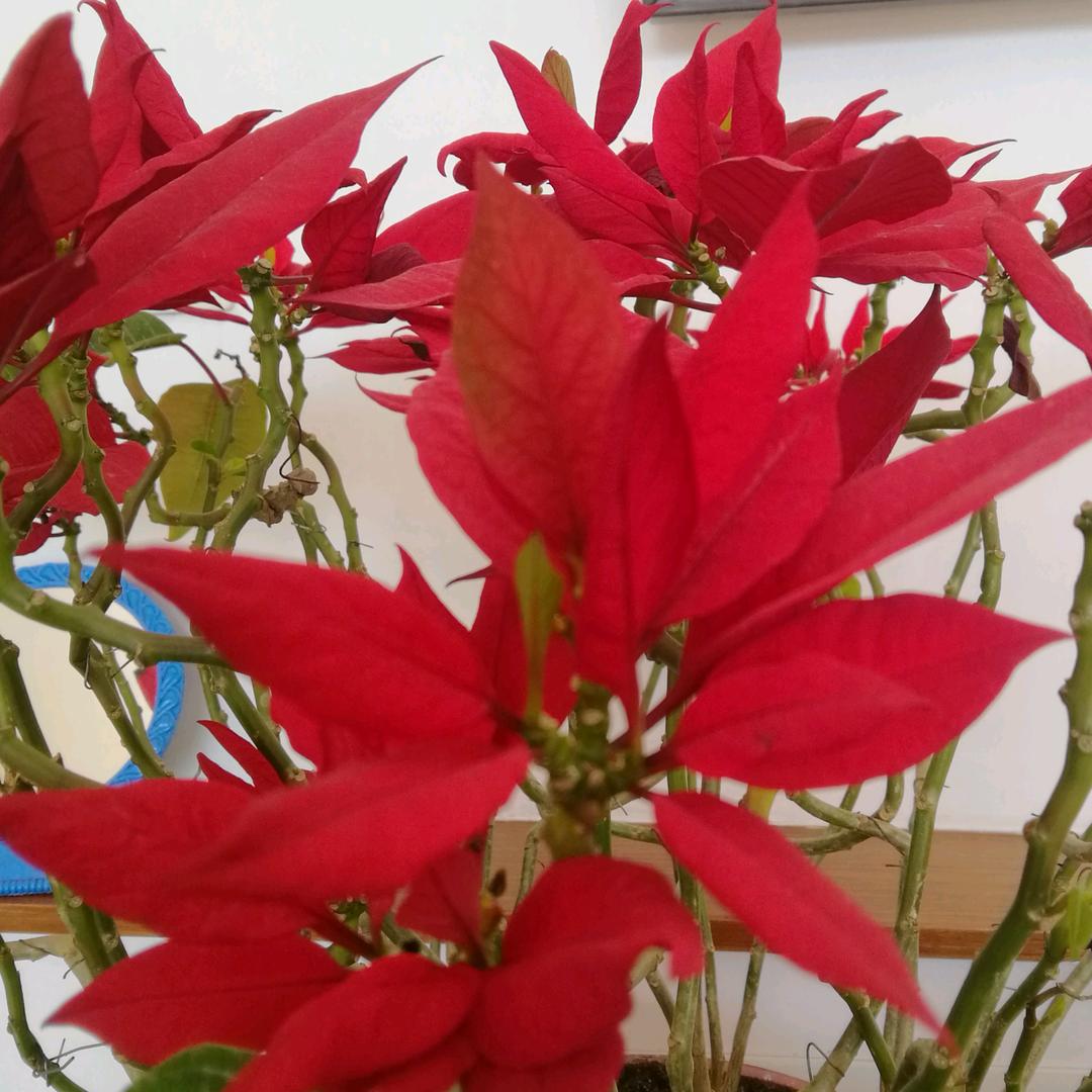 春玲专业理发