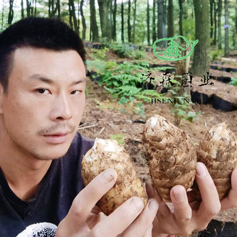 济森菌业