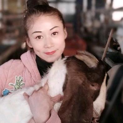 小羊倌，（上午十点半开播）