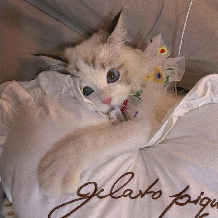 养猫人🙃