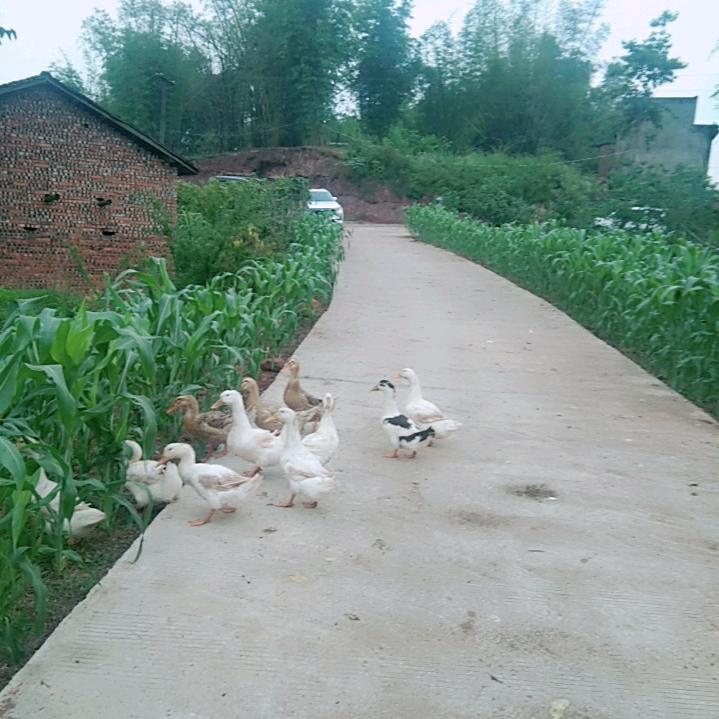 紫罗蓝