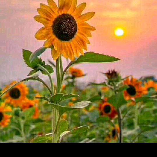 春暖花开🌹🍀