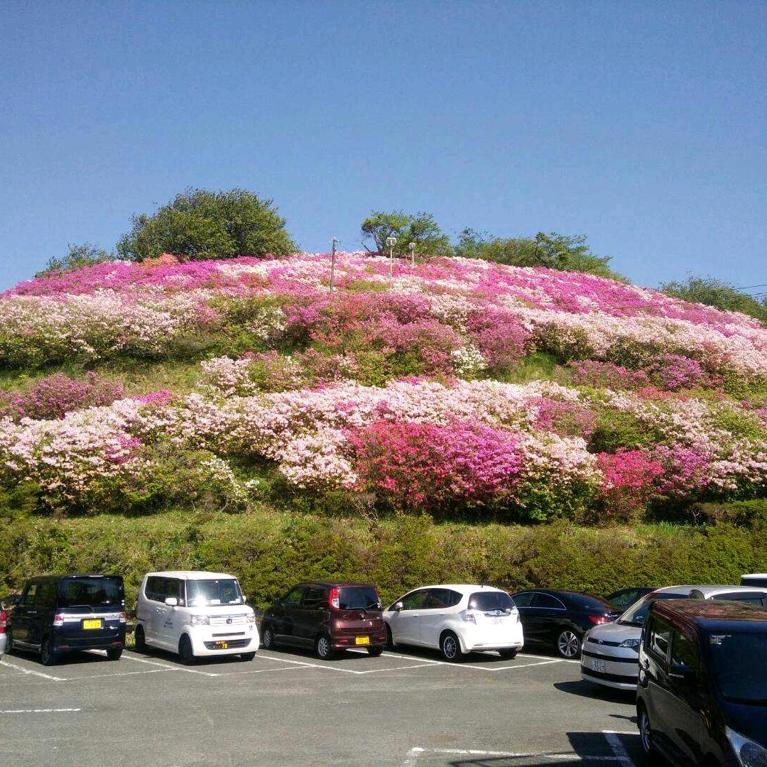 青春美丽，美羊羊