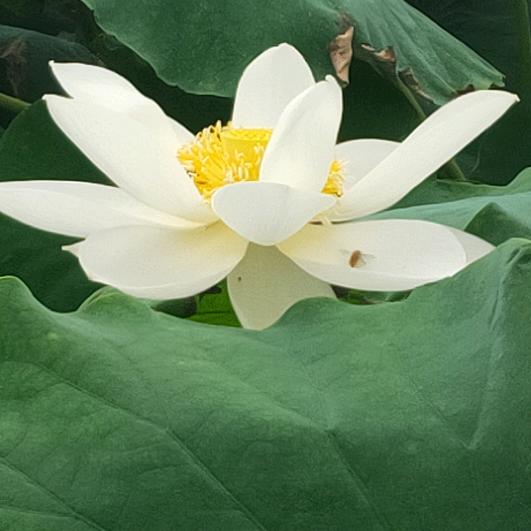 兰花