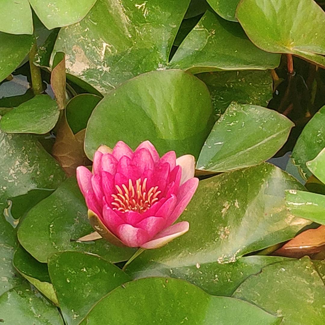🌴苦咖啡🌺
