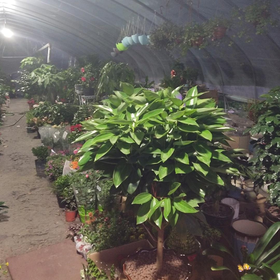 老李江苏淮安现在镇江