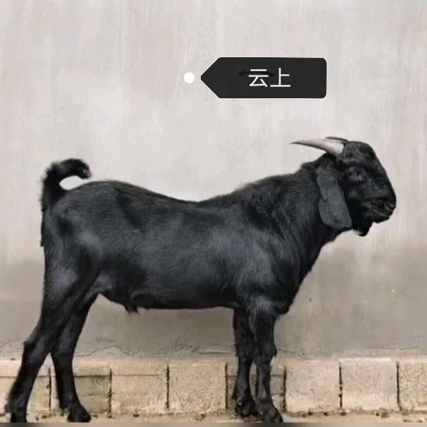 云岭黑山羊