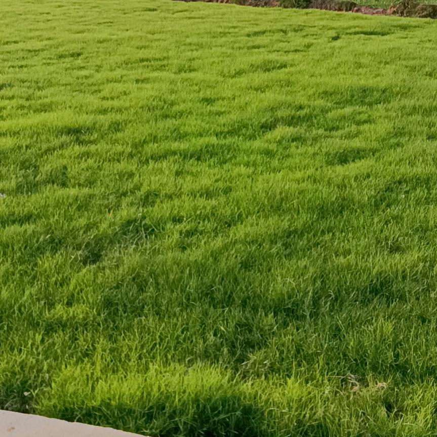 湛江草皮基地李富
