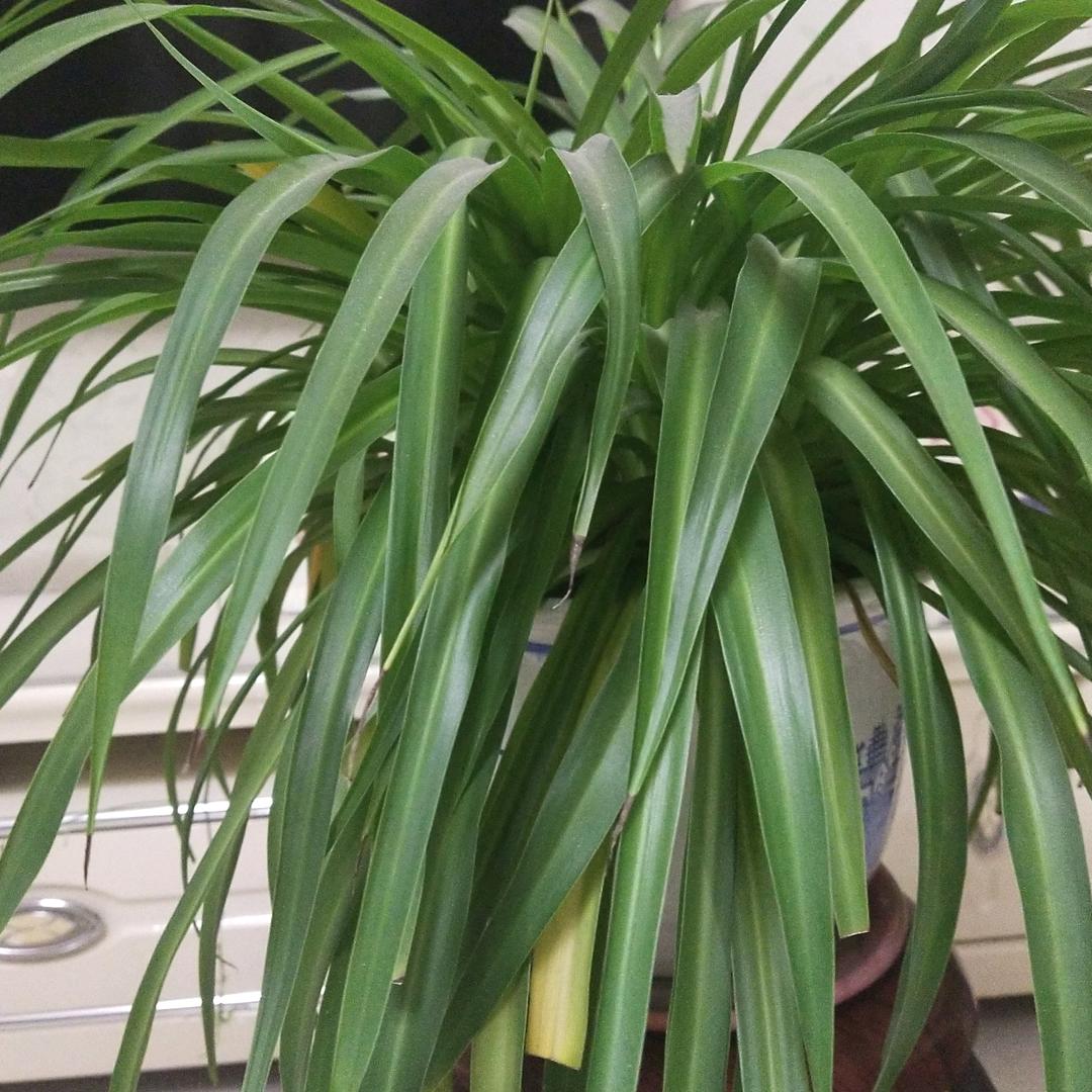 梅花香自苦寒来