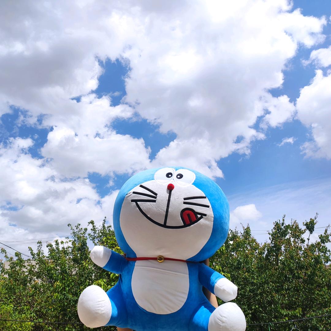 一只小肥杨🐏🌾