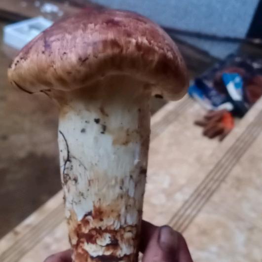 云南野生松茸菌牛肝菌和哥3937