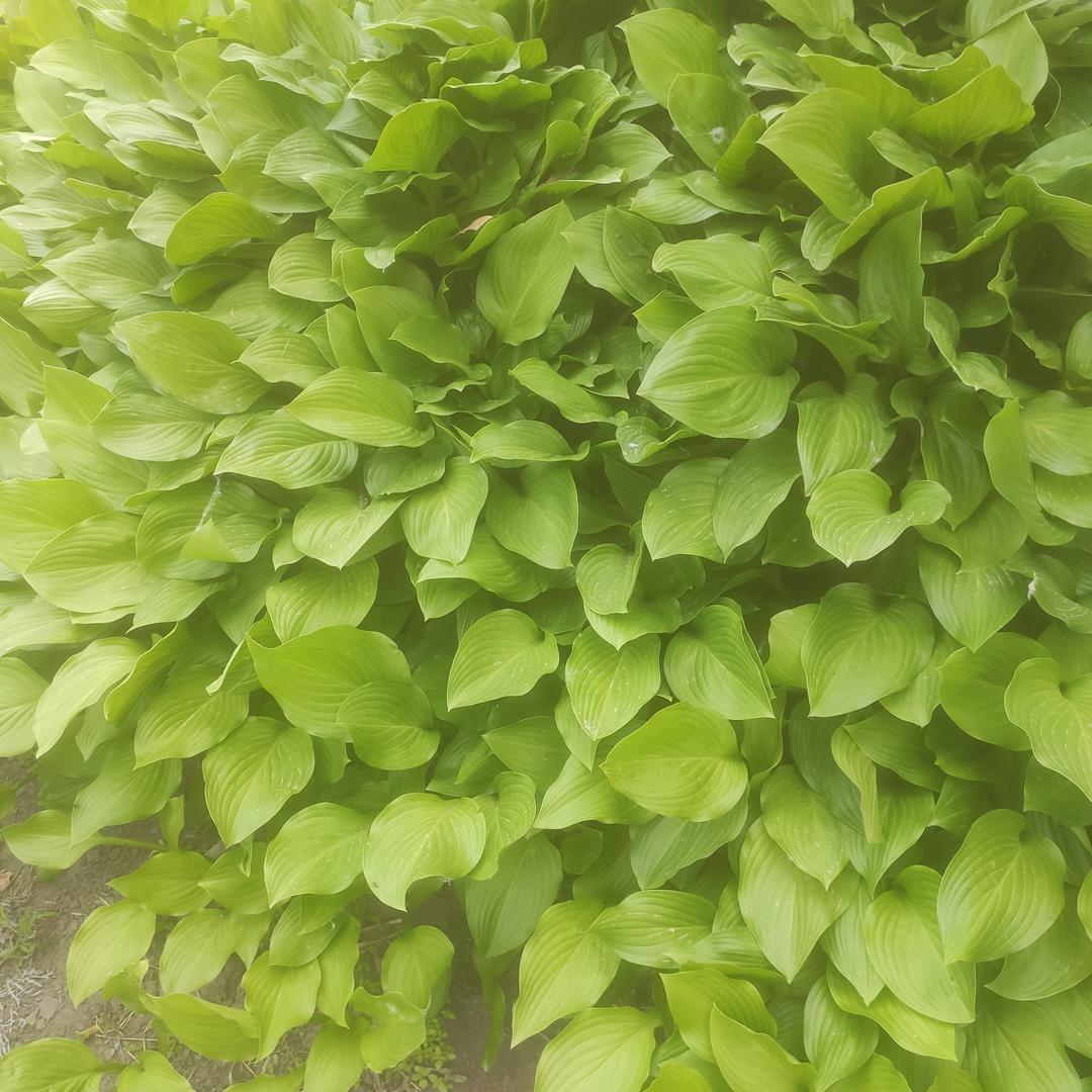 晚年幸福88888888