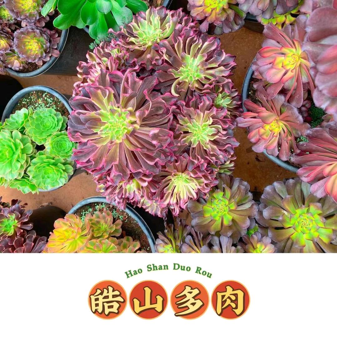 皓山多肉园艺