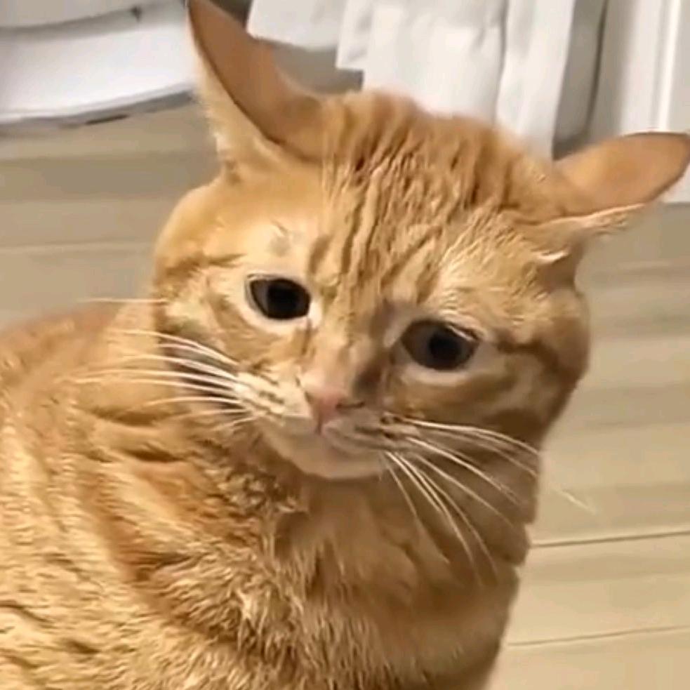 zizi