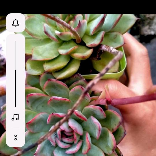 有鬼烧渣渣