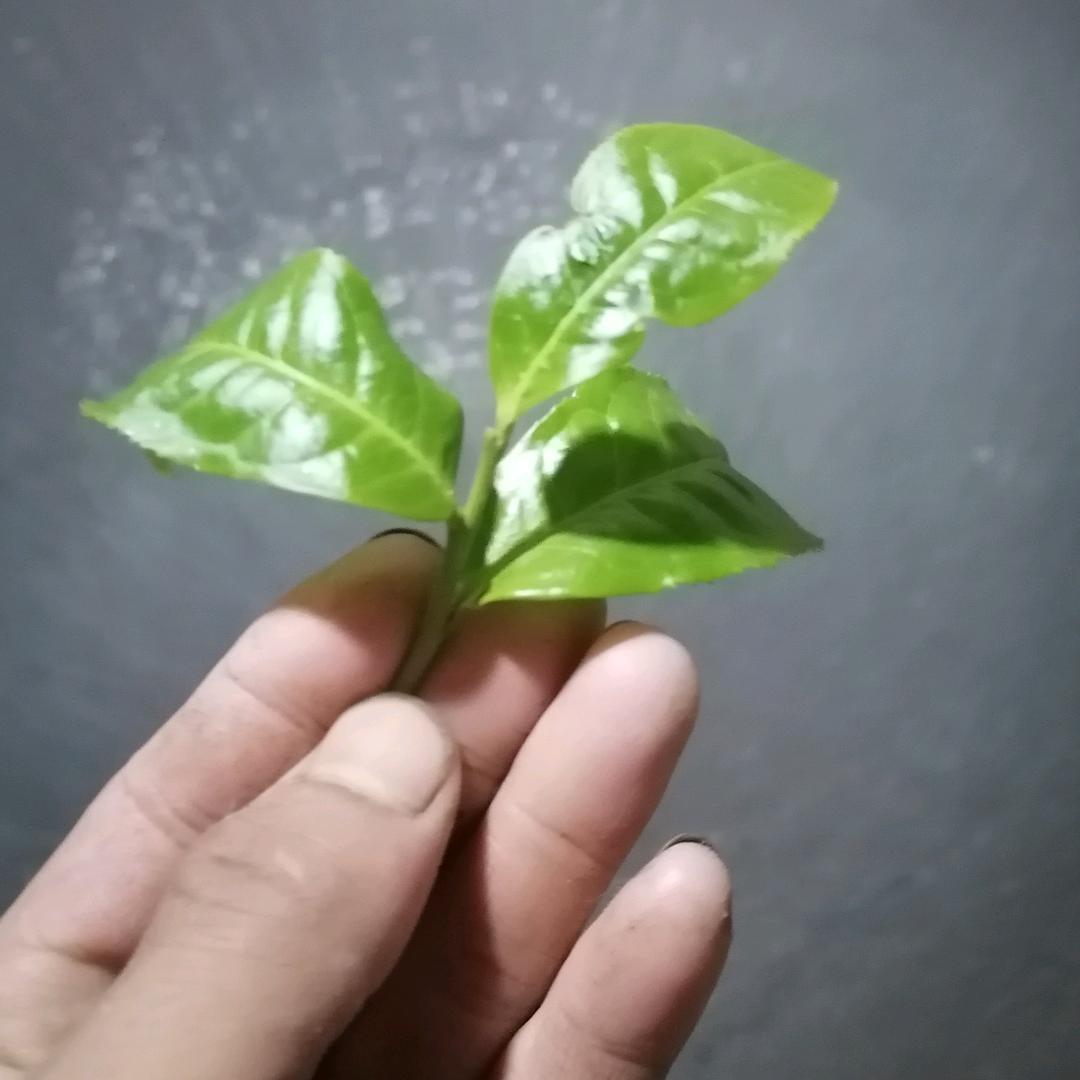 富赛山茶韵（普洱茶源头）
